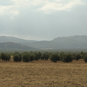 Испанские оливы