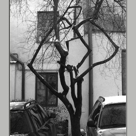 Вильнюс. Старое дерево в старом городе ( из серии)