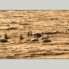 Балтийск. Лебеди на закате